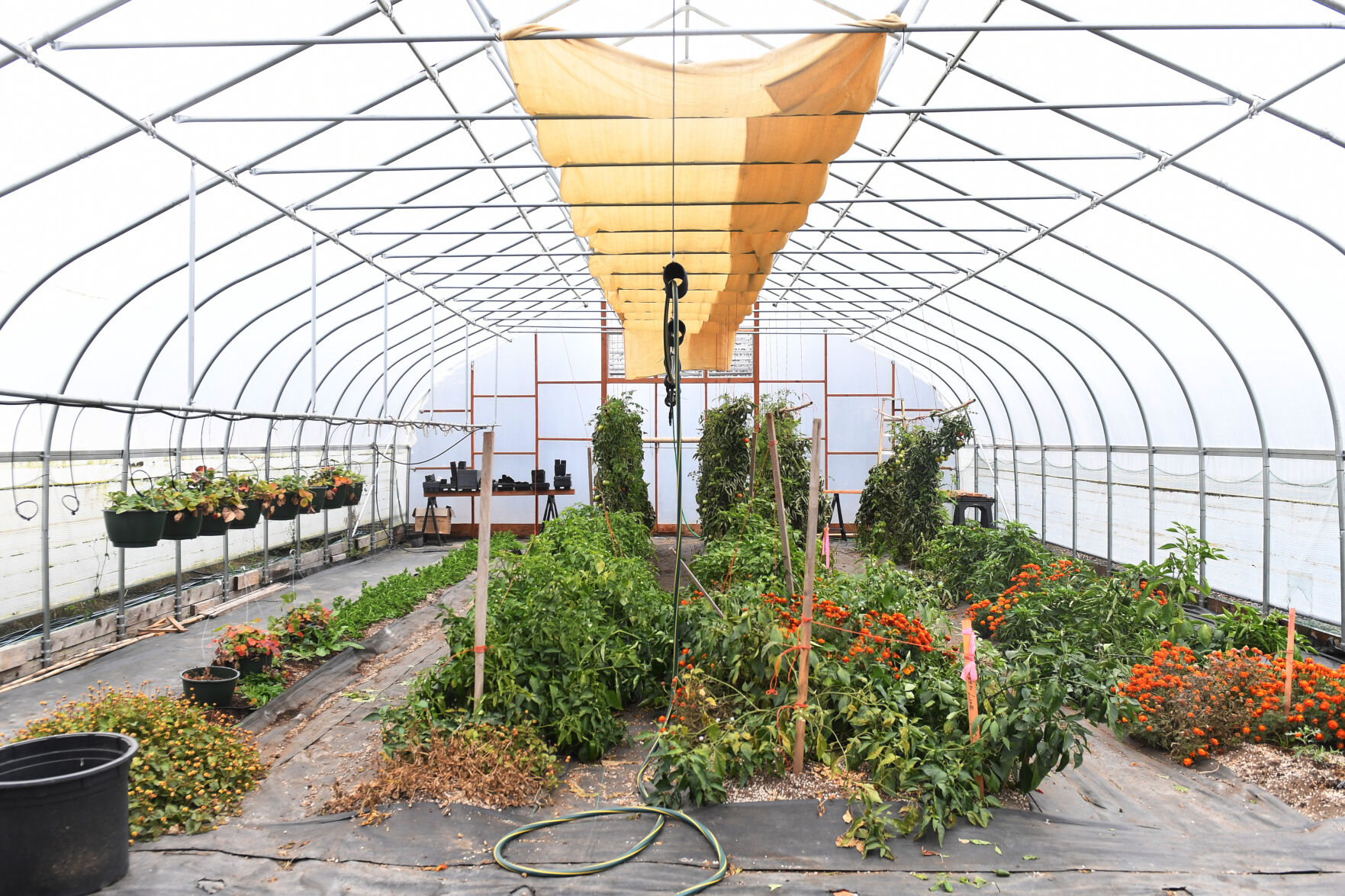 Greenhouse